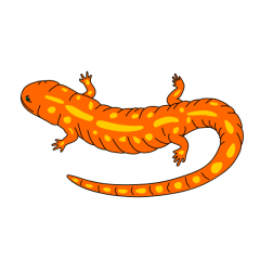 Salamander 3