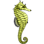 Seahorse3Colour