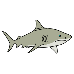 Shark 10