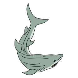 Shark 11