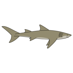 Shark 17