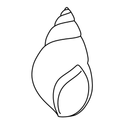 Shell IV