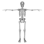 Skeleton figure