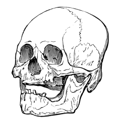 Skull XXVIII