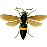 Image of a fly