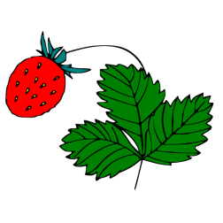 Strawberry VI