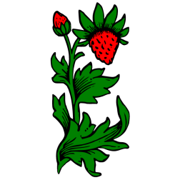 Strawberry XI