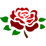 Blossomed deep red rose