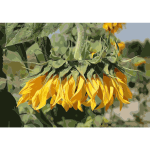 Sunflower head 2015 G1 2016122058