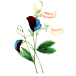 Sweet pea