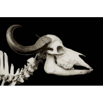 Syncerus caffer african buffalo skull MNHN 2016121931