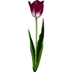 Tulip4