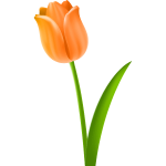 Tulip Colour orange