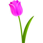 Tulip Colour pink