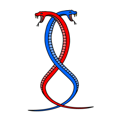 Two snakes 5