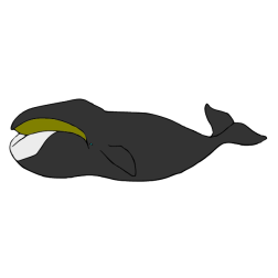 Whale III