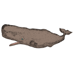 Whale IX