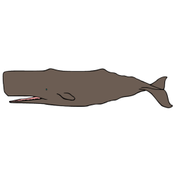 Whale VIII
