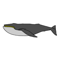 Whale VI
