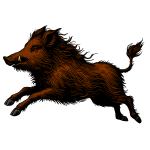 Wild boar 3