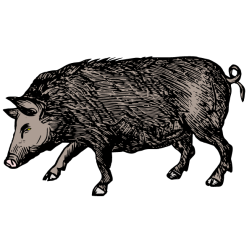 Wild boar 4