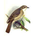 WoodShrike