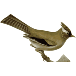 White-collared yuhina