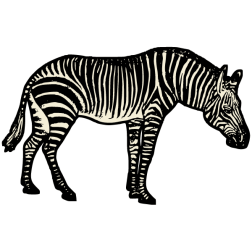 Zebra III