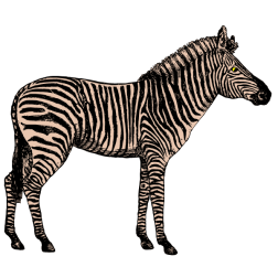 Zebra II
