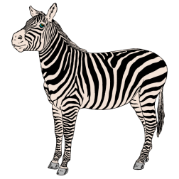 Zebra I