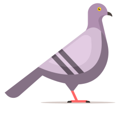 A pigeon-1757185176