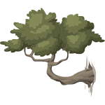 Bonsai