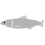 Anchovy fish