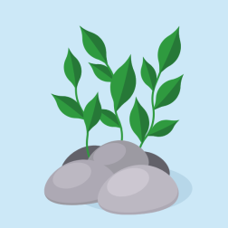 Aquarium plants