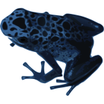 Azureus frog