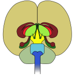 brain-front view