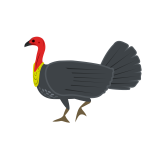 brushturkey