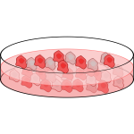 Image of cell culture dish