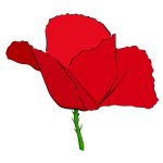 Red poppy