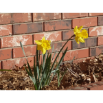 daffodils 07