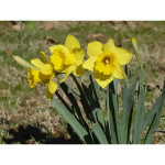 daffodils 12