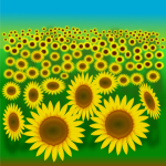 Sunflower field