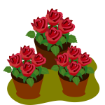 Pots with roses