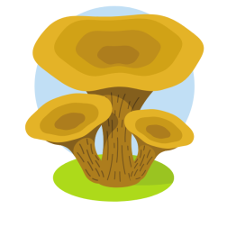 Forest mushrooms-1787492045