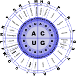 Genetic Code RNA vector image