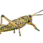 Grasshopper