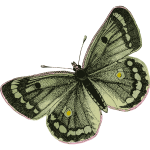 green butterfly