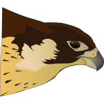 Falcon