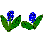 hyacinthus2