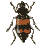 spotted sexton beetle (necrophorus guttatus)
